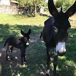 Il Ciliegio Selvatico