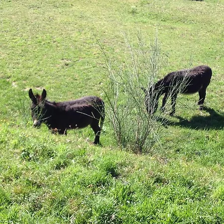 Apartment Il Ciliegio Selvatico *