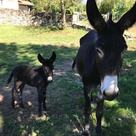 Il Ciliegio Selvatico
