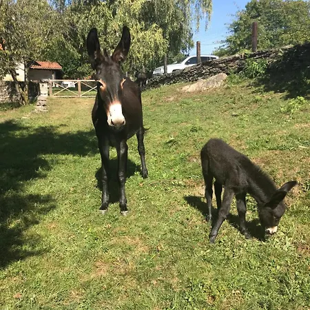 Il Ciliegio Selvatico דירה