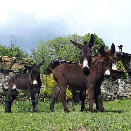 Apartment Il Ciliegio Selvatico *