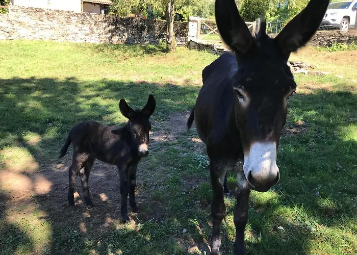 Il Ciliegio Selvatico