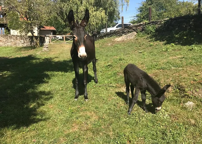 Il Ciliegio Selvatico アパート