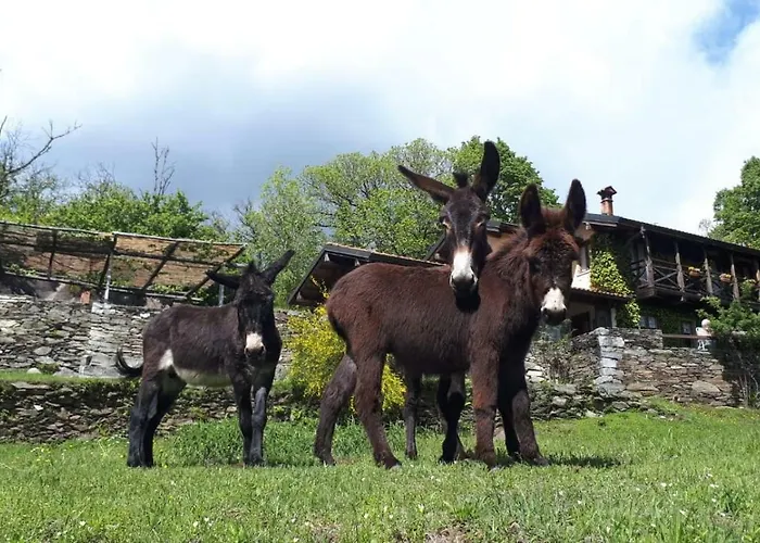 Apartment Il Ciliegio Selvatico *